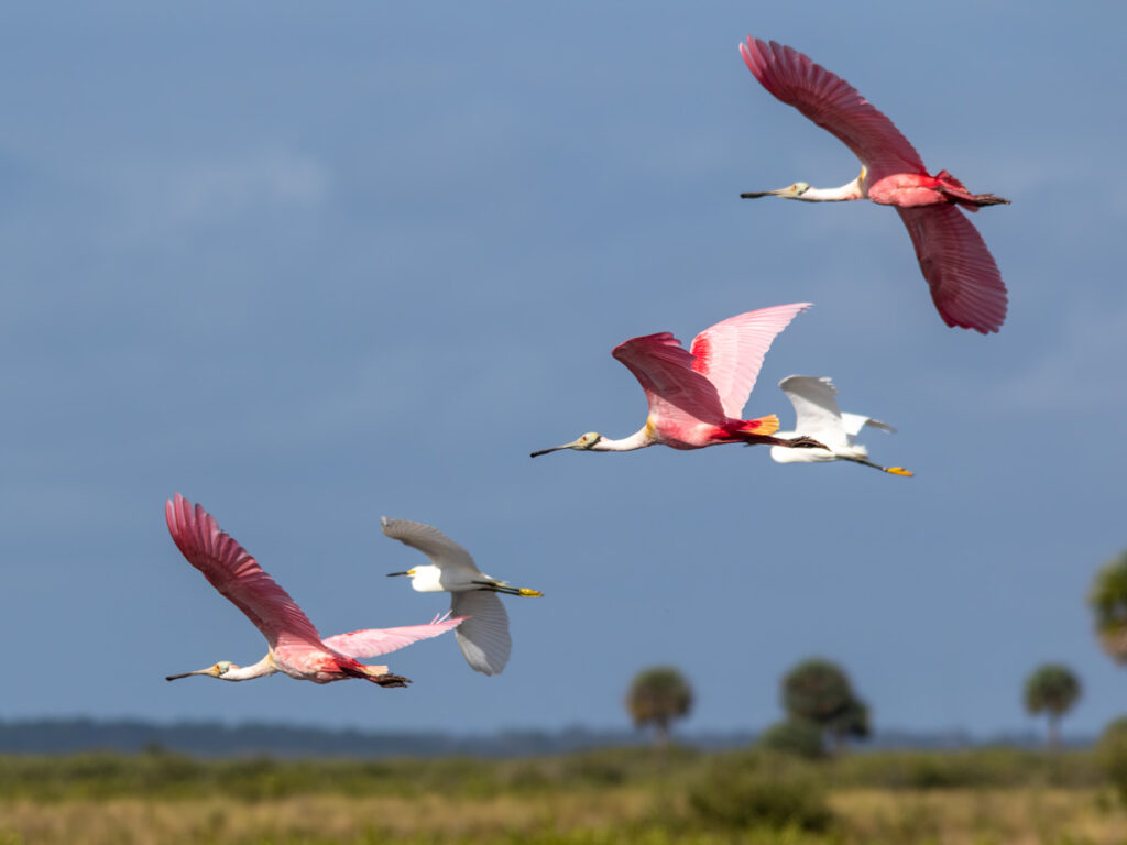 Roseate Spoonbills and Snowy Egrets in flight