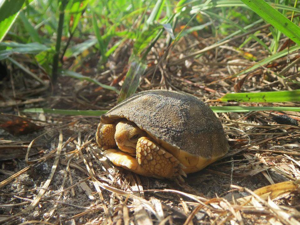 Young Gopher Tortoise