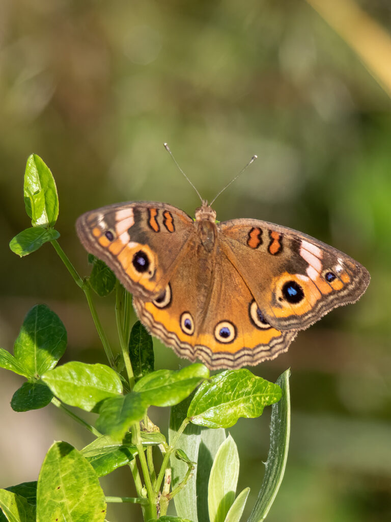 Mangrove Buckeye butterfly