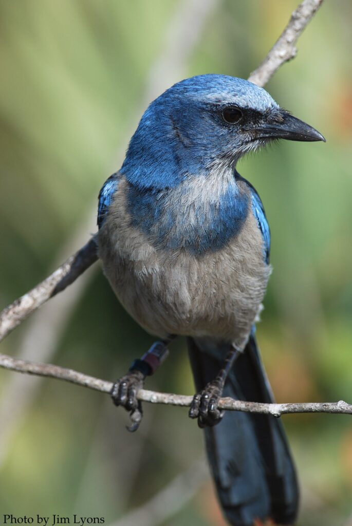 Florida scrub jay