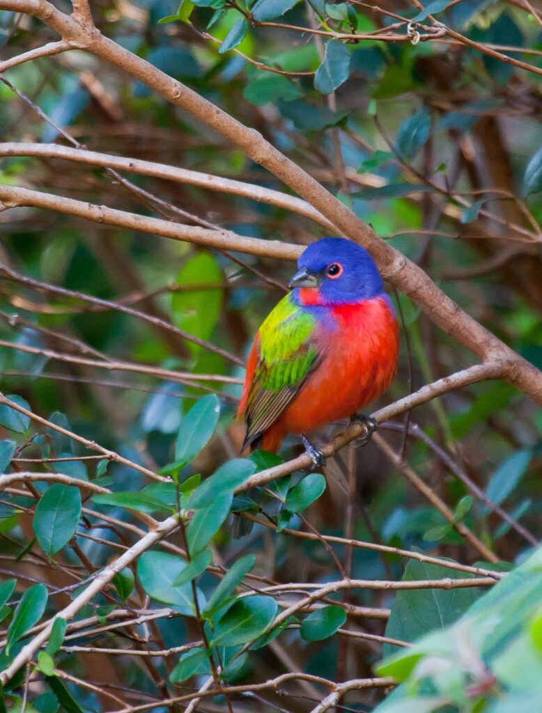 Painted Bunting