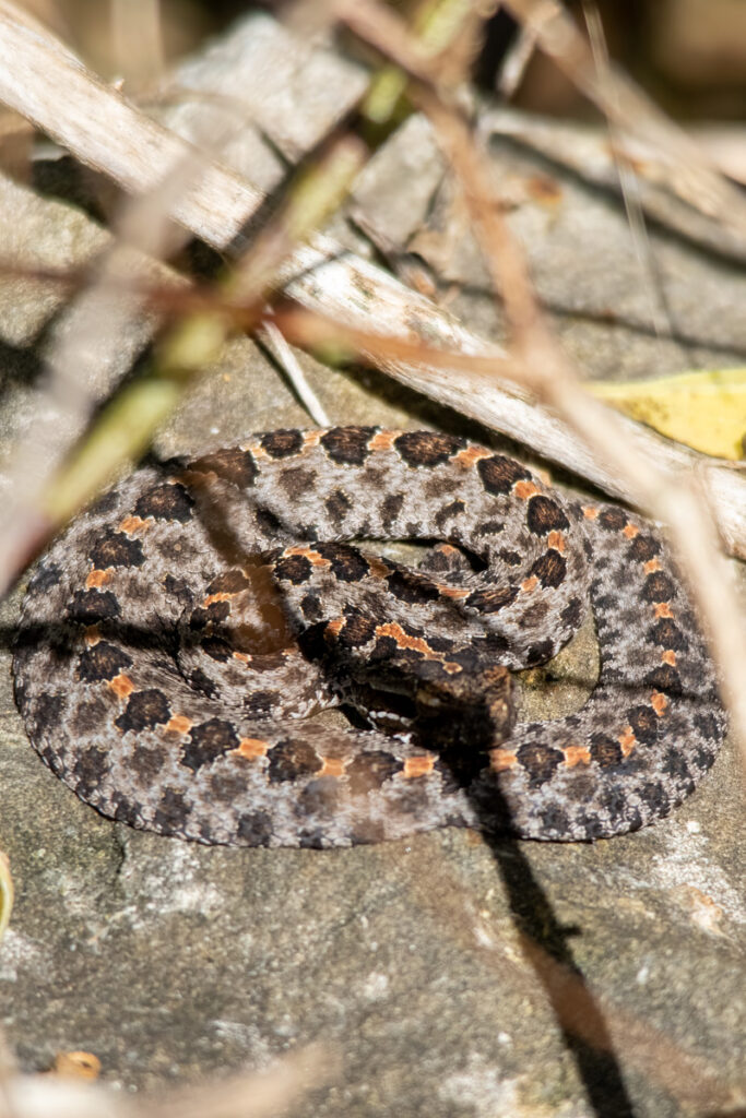 Pygmy Rattlesnake