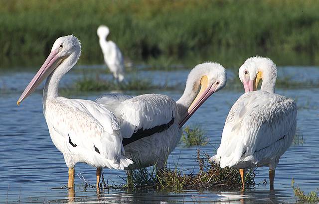 American White Pelicans